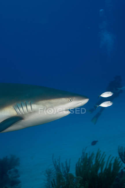 Vista cortada do tubarão-recife caribenho — Fotografia de Stock