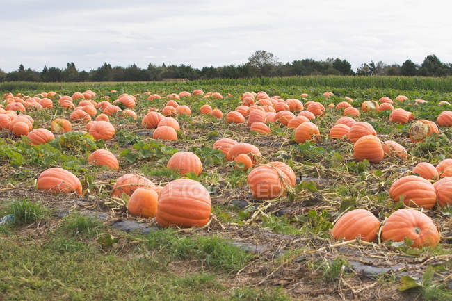 Field covered with Pumpkins — Stock Photo