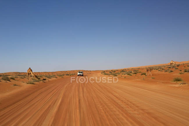Desert road in Wahiba Sands — Stock Photo