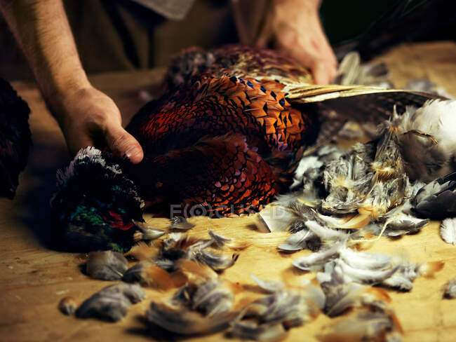 Preparing a pheasant on wooden table — Stock Photo