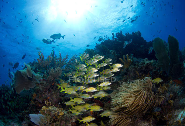 Шкільне риби на кораловий риф під водою — стокове фото