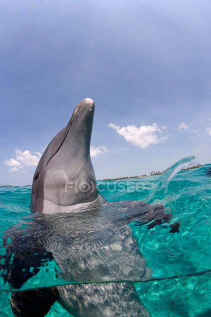 Бутылочный дельфин в воде — стоковое фото