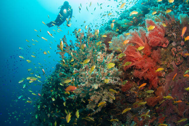 Mergulhador e recife de coral . — Fotografia de Stock