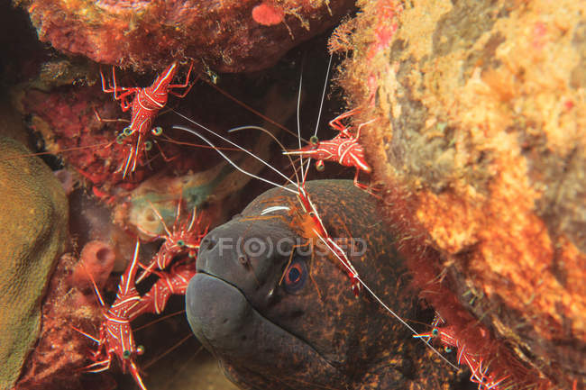 Moray eel with hingebeak shrimp, underwater view — Stock Photo
