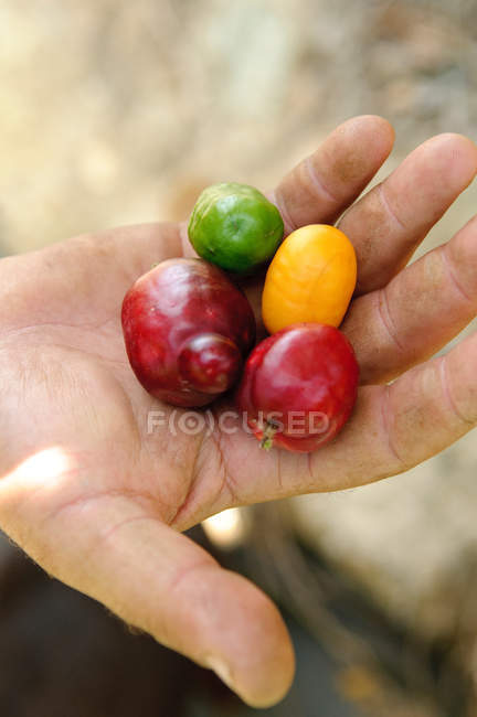 Agricultor sosteniendo ciruelas frescas de colores en la mano - foto de stock