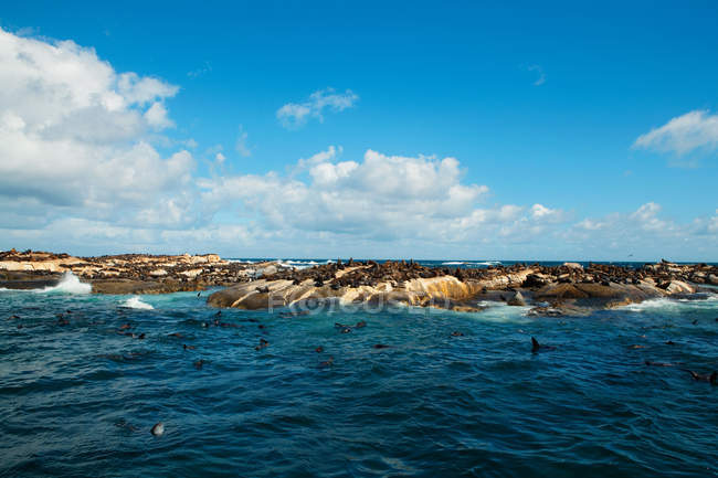 Vue panoramique de Seal Island, Cape Town, Afrique du Sud — Photo de stock