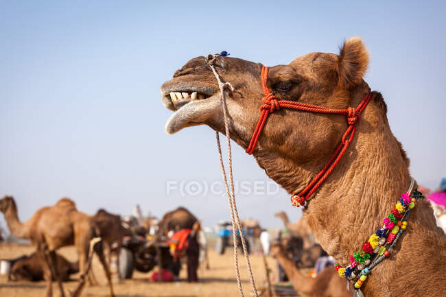 Feria de camellos en el camello de Pushkar, Pushkar, Rajasthan, India - foto de stock