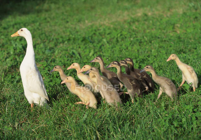 Pato y patitos caminando sobre hierba verde - foto de stock