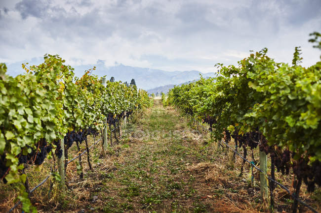 Ряды виноградников в винограднике, Келоуна, Британская Колумбия, Канада — стоковое фото