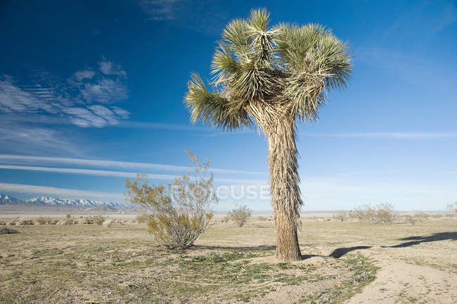 Tree on the Californian salt flats — Stock Photo