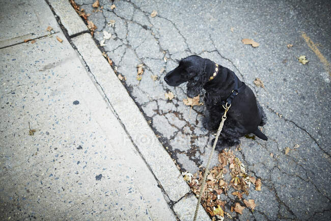 Black dog on leash sitting in the street — Stock Photo