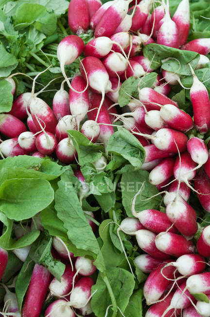 Radishes bunches with leaves — Stock Photo