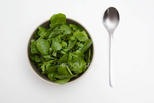 Schüssel mit Spinat und Brunnenkresse — Stockfoto