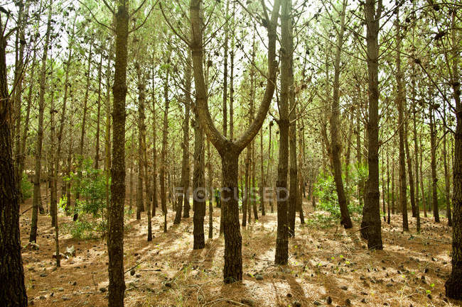 Bosque de pinos en otoño - foto de stock