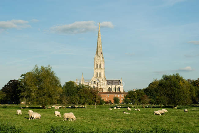 Vista lejana de la catedral de Salisbury con ovejas pastando en el prado en primer plano - foto de stock