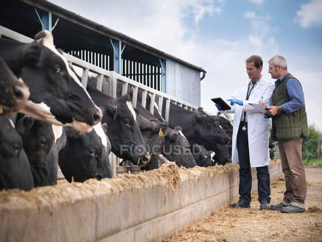 Farmer and vet inspecting cows feeding from trough on dairy farm — Stock Photo