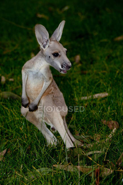 Молодой кенгуру сидит на зеленой траве — стоковое фото