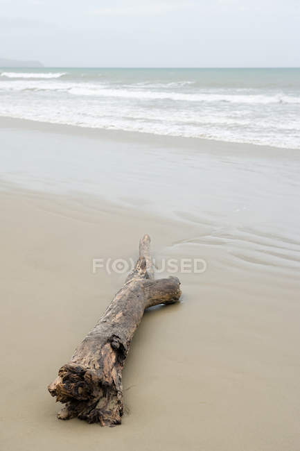 Legname alla deriva sulla spiaggia Gillespies — Foto stock