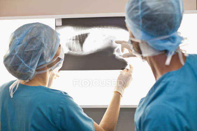 Veterinarios examinando rayos X en el consultorio - foto de stock