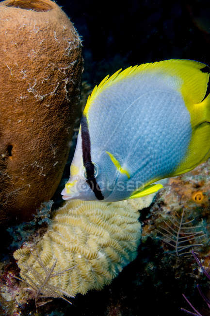 Spot fin butterfly fish on reef — Stock Photo