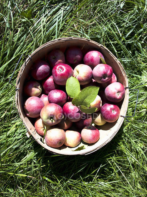 Manzanas en canasta sobre hierba - foto de stock