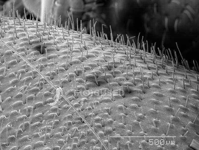 Грудная клетка жука с масштабируемым правилом — стоковое фото