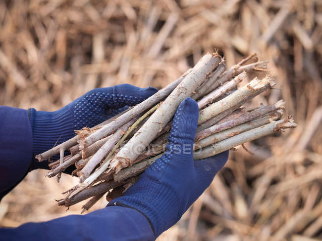Worker holding willow biomass fuel — Stock Photo