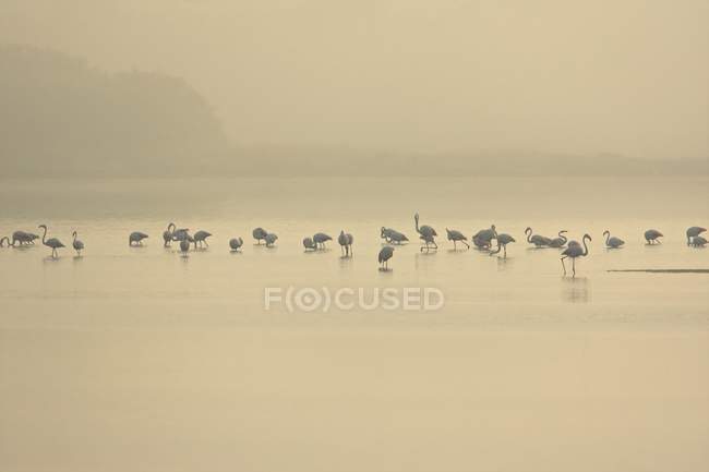 Rebanho de flamingos alimentando-se em lago nebuloso ao amanhecer, Putzu Idu, Sardenha, Itália — Fotografia de Stock