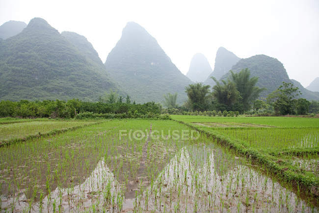 Рисові поля і карстовий пейзаж — стокове фото