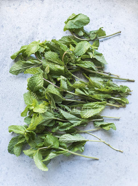 Stems of mint leaves — Stock Photo