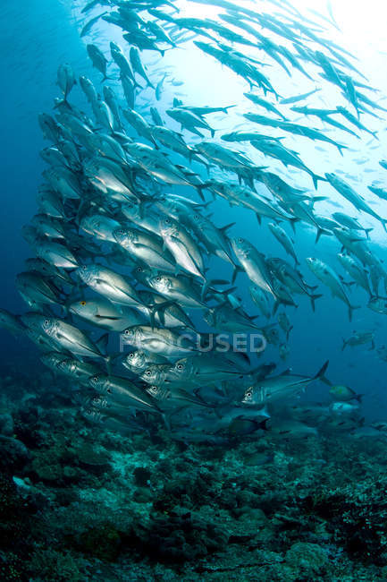 Escola de peixes tiro subaquático — Fotografia de Stock