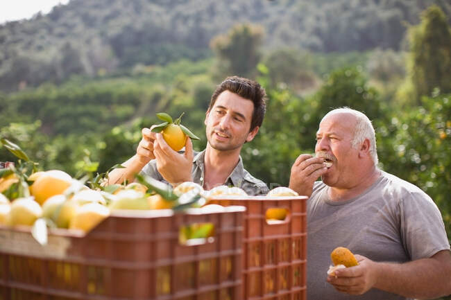 Uomini che lavorano nella piantagione di arance — Foto stock