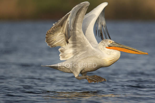 Uccello pellicano dalmata decollare sopra l'acqua — Foto stock