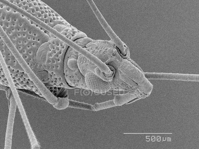 Head of bug with scaled rule — Stock Photo