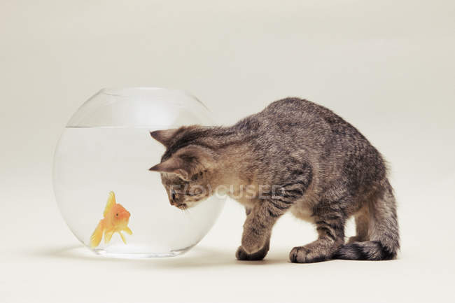 Gatto guardando pesci rossi — Foto stock