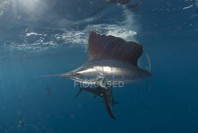 Side view of atlantic sailfish swimming under water — Stock Photo