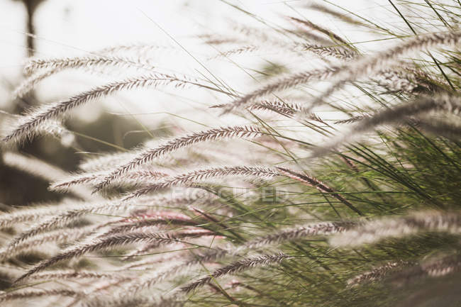 Nahaufnahme von wildem Gras, schöner blumiger Hintergrund — Stockfoto