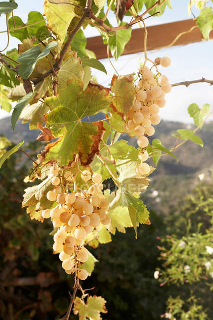 Спелый белый виноград на гроздьях — стоковое фото