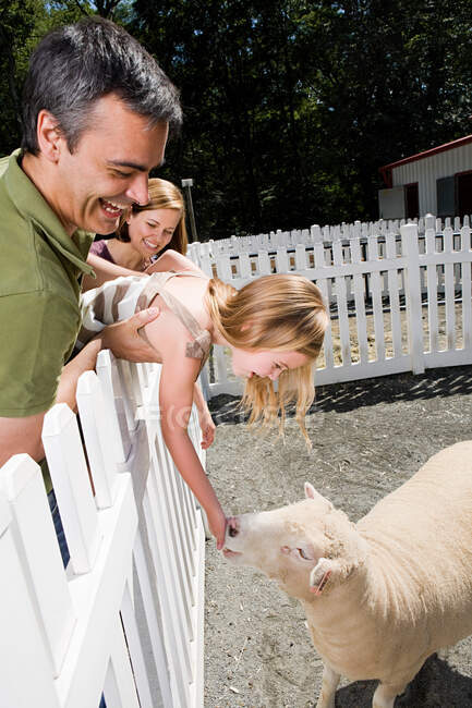 Девушка кормит овец в зоопарке — стоковое фото