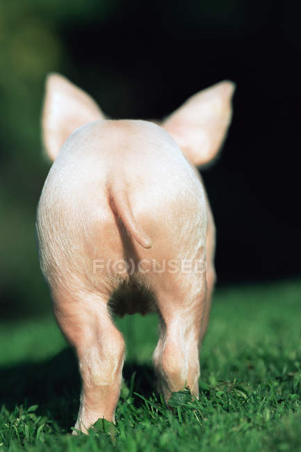 Vista posteriore del maialino — Foto stock