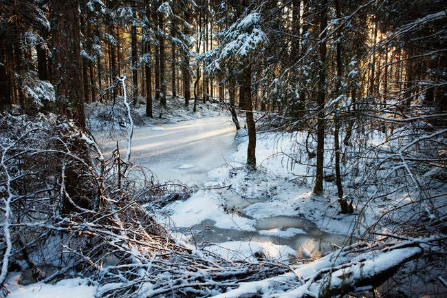 Zugefrorener Fluss im verschneiten Wald — Stockfoto