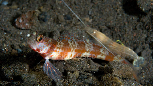 Vista de close-up de camarão cego com camarão goby — Fotografia de Stock