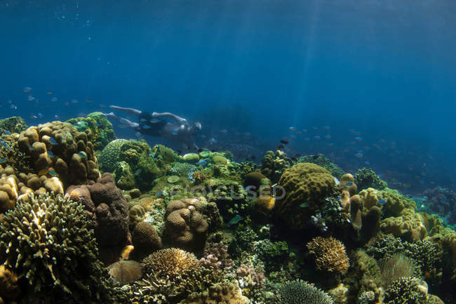 Сноркелер плавает в коралловом рифе — стоковое фото