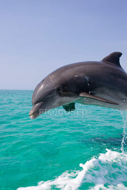 Дельфін стрибає з води . — стокове фото