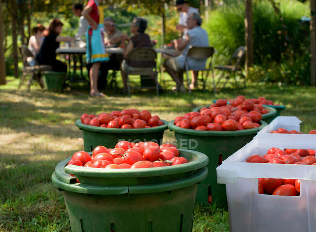 Família que colhe tomates em recipientes — Fotografia de Stock
