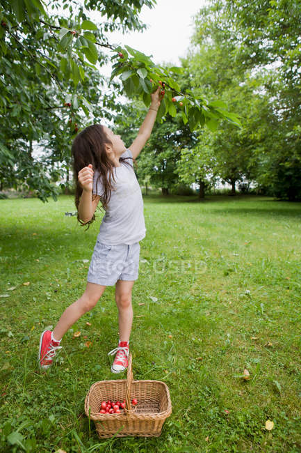 Дівчина збирає фрукти на задньому дворі — стокове фото