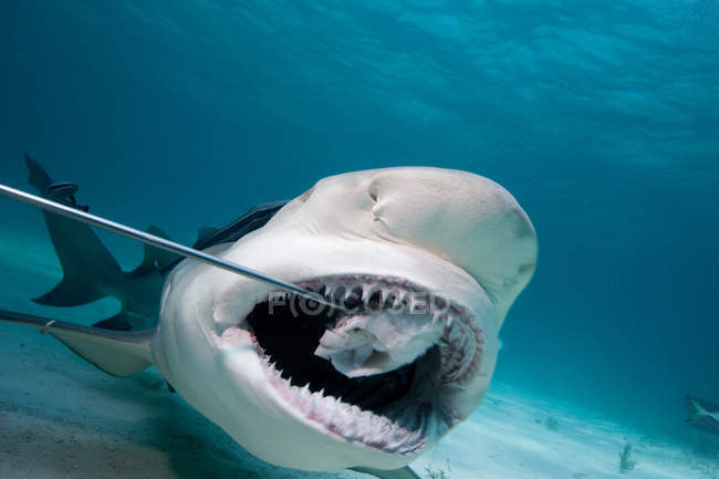 Lemon Shark swallows bait — Stock Photo