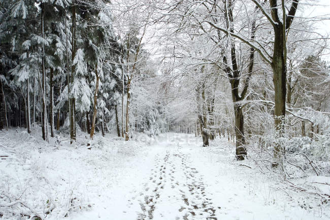 Sentiero circondato da neve e alberi — Foto stock