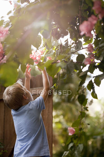 Menino no jardim, chegando até flores de toque, visão traseira — Fotografia de Stock