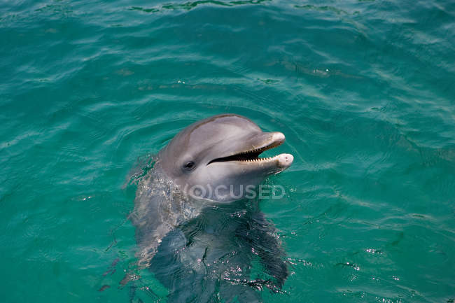 Delfín nariz de botella del Atlántico - foto de stock